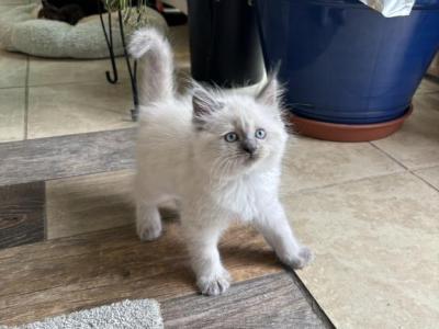 Blue Ivy Available Now - Ragdoll - Gallery Photo #1