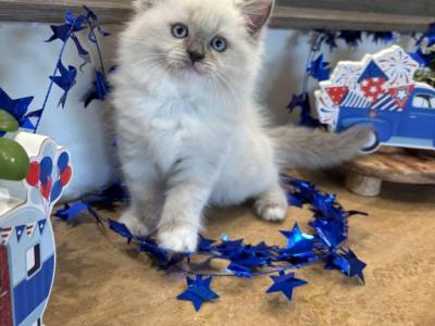 Dahlia - Ragdoll - Gallery Photo #1
