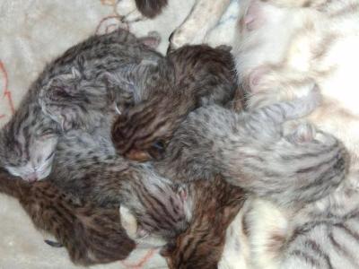 Bailey's Litter - Bengal - Gallery Photo #1