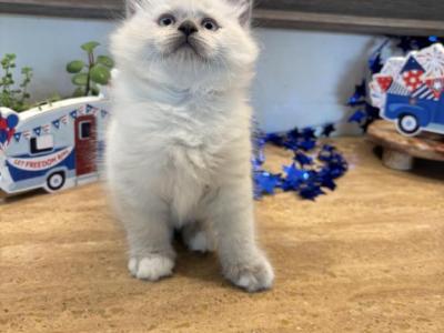 Tai Constellation - Ragdoll - Gallery Photo #1