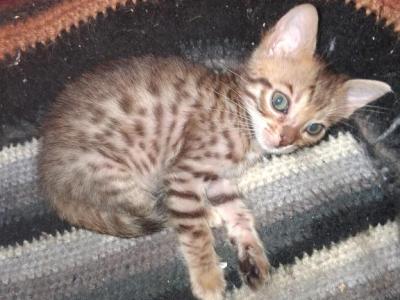 Co Co's Litter - Bengal - Gallery Photo #1