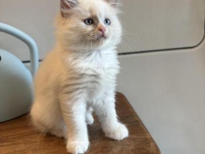 Zinnia - Ragdoll - Gallery Photo #1