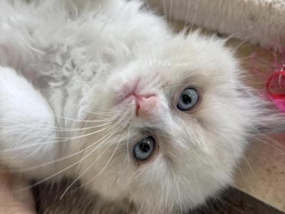 Bonsai Available Now - Ragdoll - Gallery Photo #1