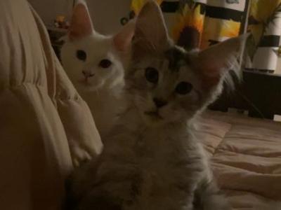 Stormys First Litter - Maine Coon - Gallery Photo #1