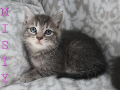 Misty - Domestic - Gallery Photo #1