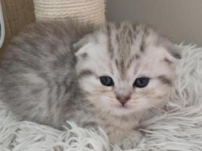 Bella - Scottish Fold - Gallery Photo #1