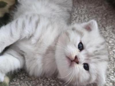 Thomas - Scottish Fold - Gallery Photo #1