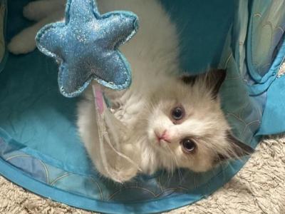 Bicolor Seal Point Female Ragdoll  4 Weeks Old - Ragdoll - Gallery Photo #1