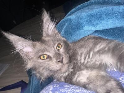 Fraidies - Maine Coon - Gallery Photo #1