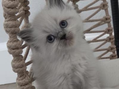 Jasper - Domestic - Gallery Photo #1
