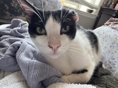 Montero Or Monte And Primrose - Domestic - Gallery Photo #1