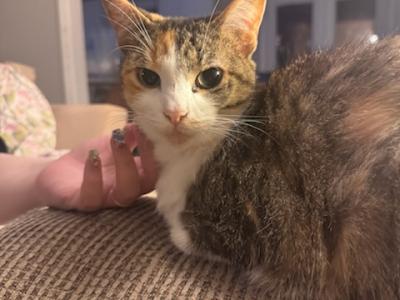 Primrose Or Prim And Montero - Domestic - Gallery Photo #1