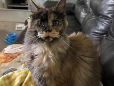 Ophelia Tortiose Shell - Maine Coon - Gallery Photo #1