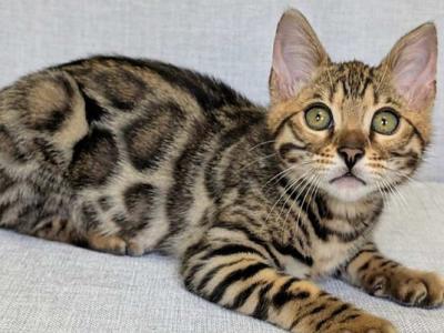 Zipsy - Bengal - Gallery Photo #1