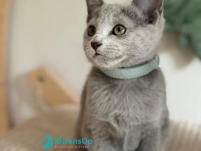 Nela - Russian Blue - Gallery Photo #1