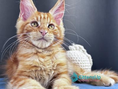 Sirius Emberstar - Maine Coon - Gallery Photo #1