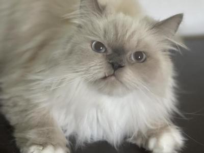 Pooh - Himalayan - Gallery Photo #1