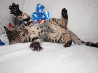 Look Tiny Lap Leopards Bengal Kittens - Bengal - Gallery Photo #1