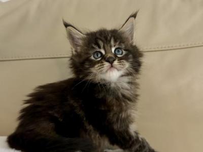 Mila - Maine Coon - Gallery Photo #1