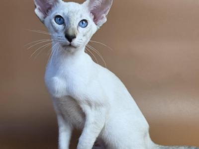 Tori - Siamese - Gallery Photo #1