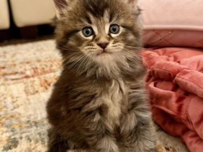 Prince - Maine Coon - Gallery Photo #1