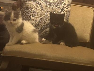 Tuxedo & Stuffed Toy - Domestic - Gallery Photo #1