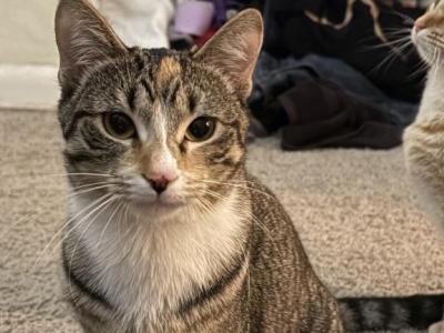 Willow - Domestic - Gallery Photo #1