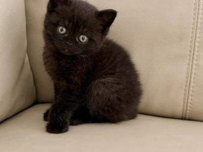 Cleo - British Shorthair - Gallery Photo #1