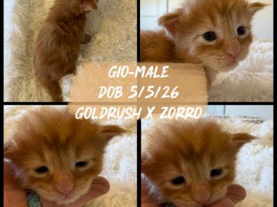 Giovanni - Maine Coon - Gallery Photo #1