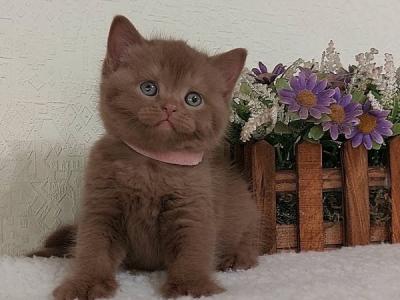 British Greta - British Shorthair - Gallery Photo #1