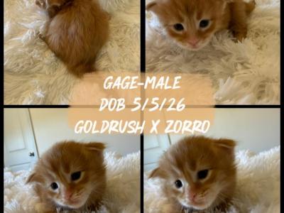 Gage - Maine Coon - Gallery Photo #1
