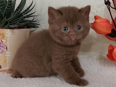 British Grant - British Shorthair - Gallery Photo #1