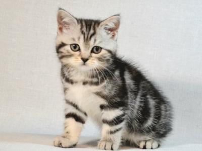 Scottish Silwa - Scottish Straight - Gallery Photo #1