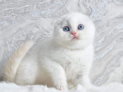 Scottish Jeff - Scottish Fold - Gallery Photo #1