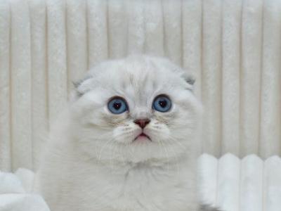Scottish Jennifer - Scottish Fold - Gallery Photo #1