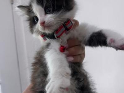 Kitten - American Longhair - Gallery Photo #1