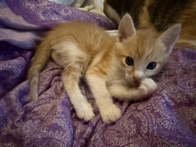 Chucky - Siamese - Gallery Photo #1