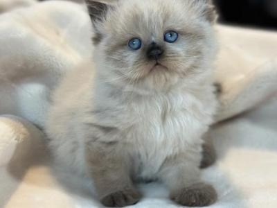 Moses Seal Point Litter G - Himalayan - Gallery Photo #1