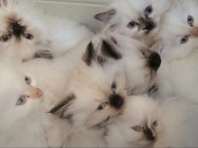 Himmy Persians - Himalayan - Gallery Photo #1
