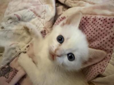 Sunny - Siamese - Gallery Photo #1
