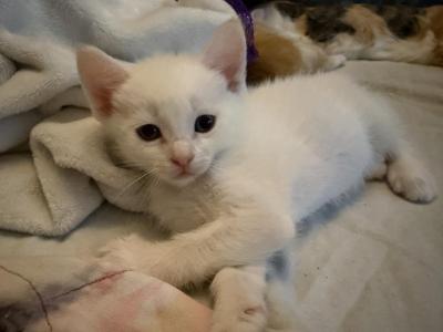 Luna - Siamese - Gallery Photo #1