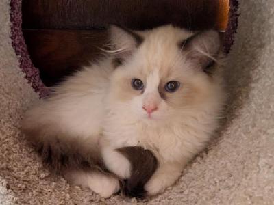 TICA Bicolor Female Ragdoll Kitten - Ragdoll - Gallery Photo #1