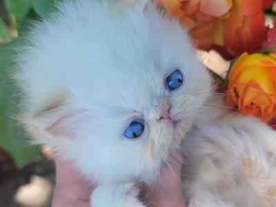 Miss Flame - Persian - Gallery Photo #1