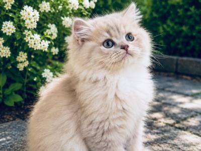 Mira - Ragamuffin - Gallery Photo #1