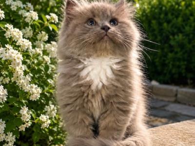 Zoe - Ragamuffin - Gallery Photo #1