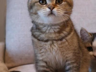 British Shorthair Female - Brazilian Shorthair - Gallery Photo #1