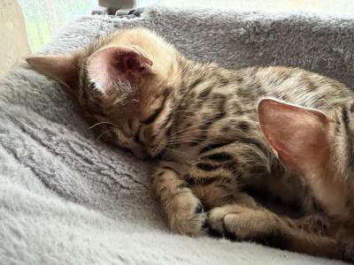 Bengal Kittens - Bengal - Gallery Photo #1