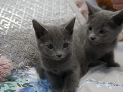 Russian Blue Kittens - Russian Blue - Gallery Photo #1
