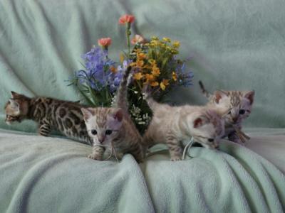 Beautiful Snow Mink Litter - Bengal - Gallery Photo #1