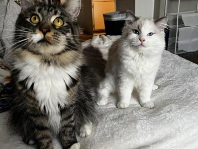 Ragcoon - Maine Coon - Gallery Photo #1